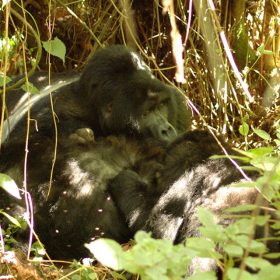 Kyaguliro Gorilla Family