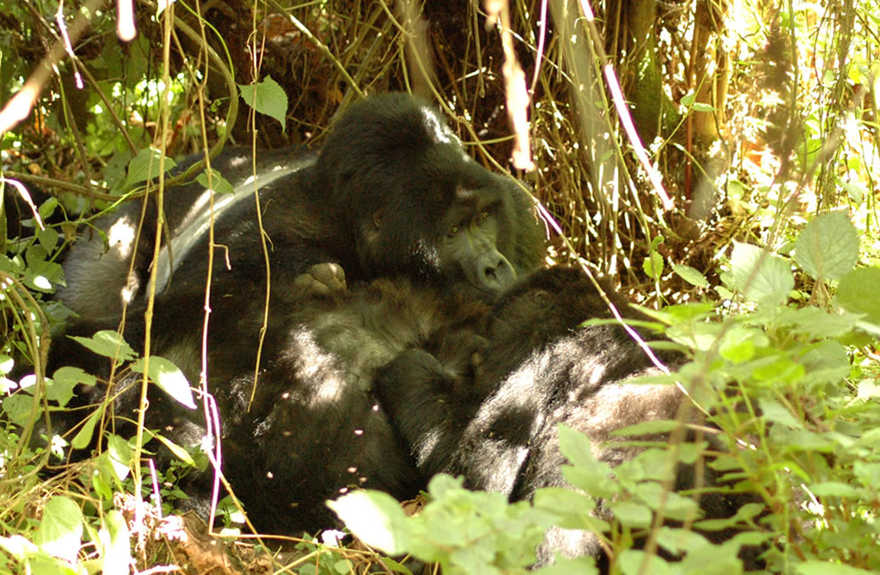 Kyaguliro Gorilla Family