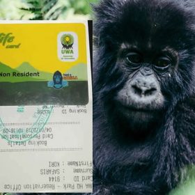 Gorilla Permit