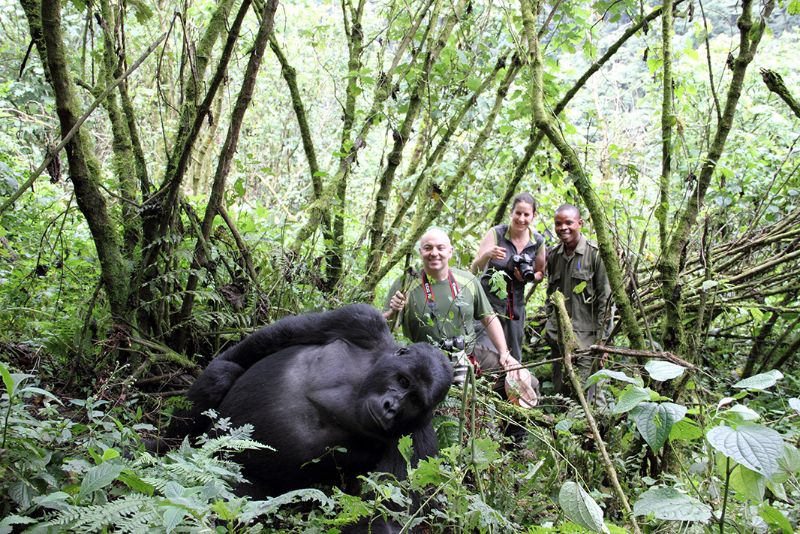 Mountain Gorilla Trekking