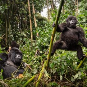 Mountain Gorilla