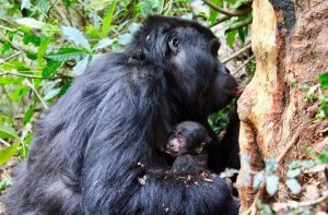 Baby Gorilla Mishaya