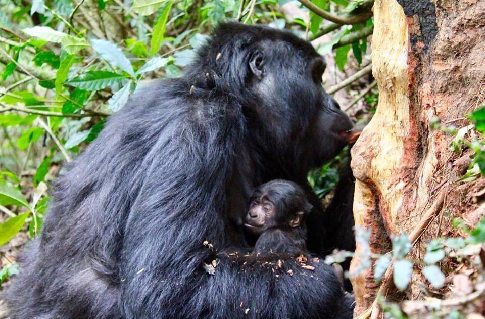 Baby Gorilla Mishaya