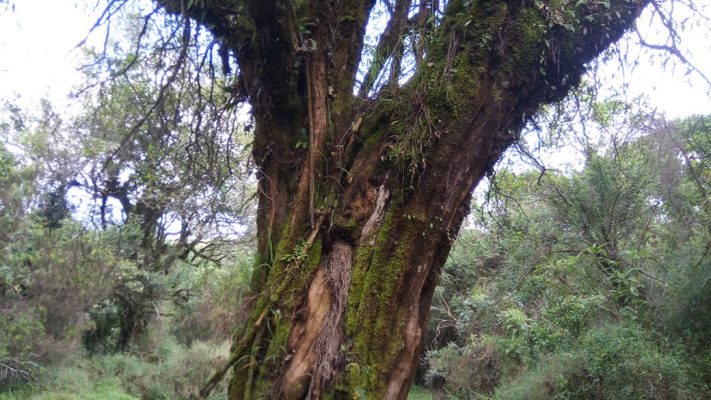 Mgahinga Trees