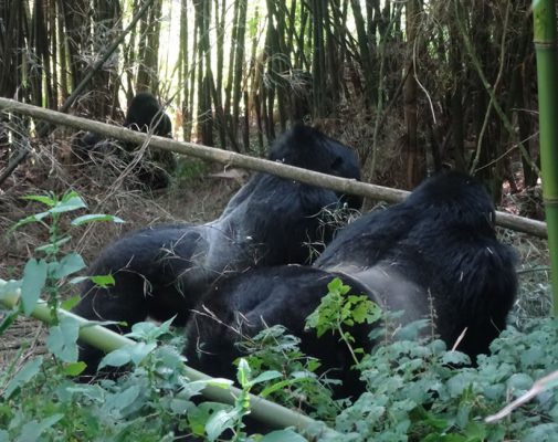 Silverback Gorillas in Mgahinga National Park