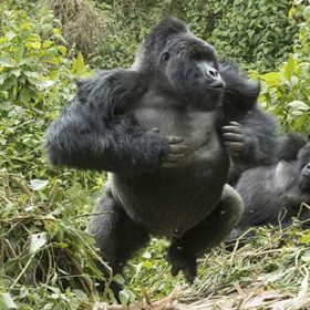 Mountain Gorilla in Bwindi