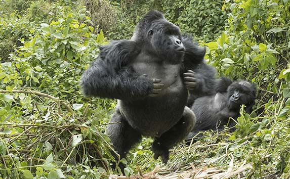 Mountain Gorilla in Bwindi