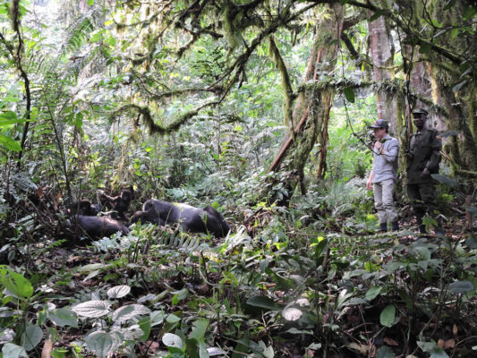 gorilla tourism