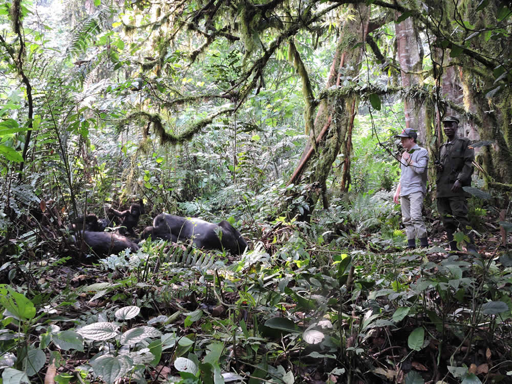 gorilla tourism