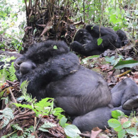 mountaig gorilla trekking