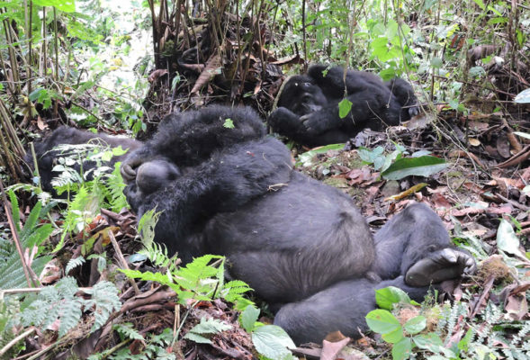 mountaig gorilla trekking