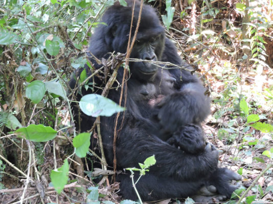 gorilla trekking