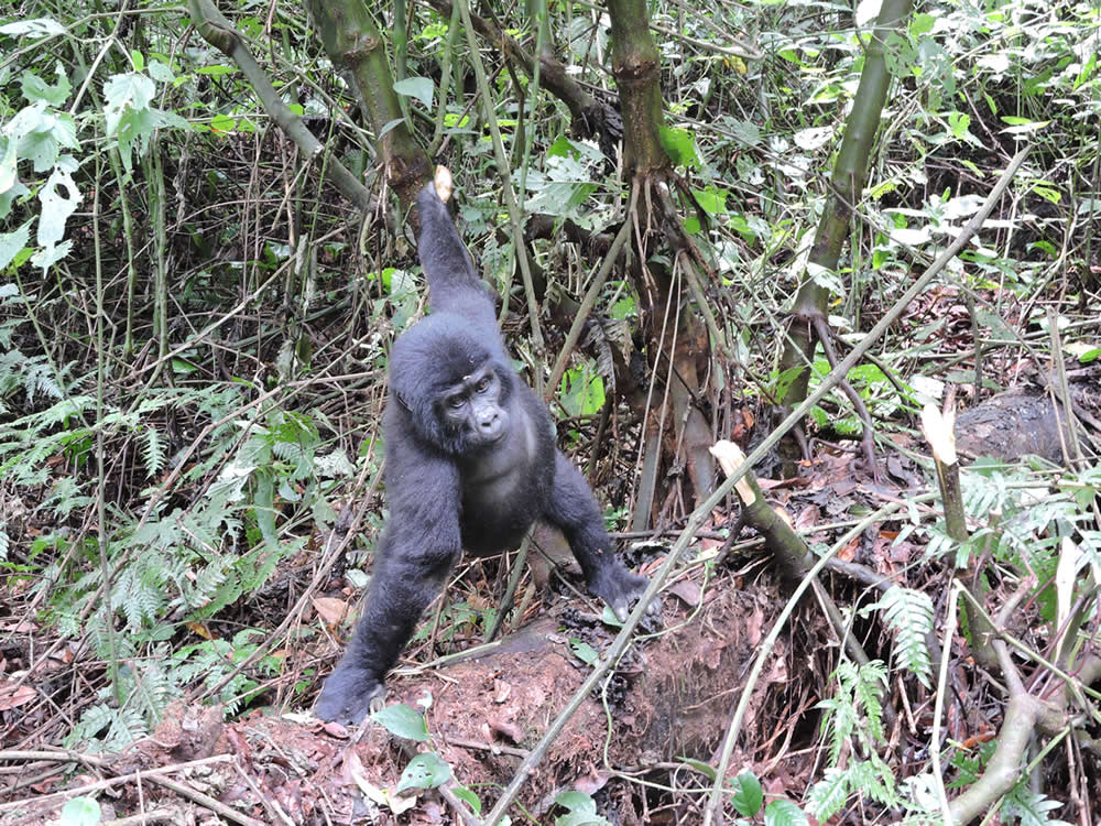 mgahinga gorilla tracking