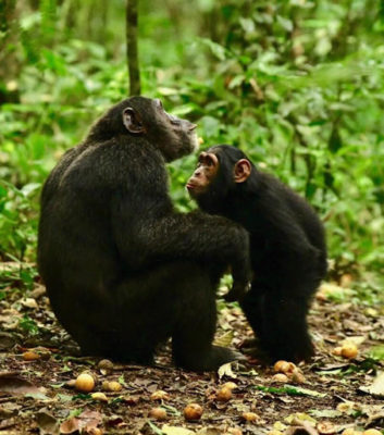Chimpanzees tracking fees also increased