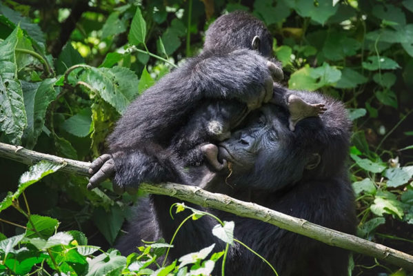 Female Mountain Gorilla in Bwindi National Park