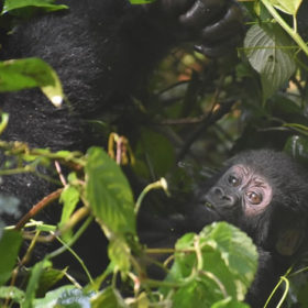 Why uganda increased gorilla trekkig fees