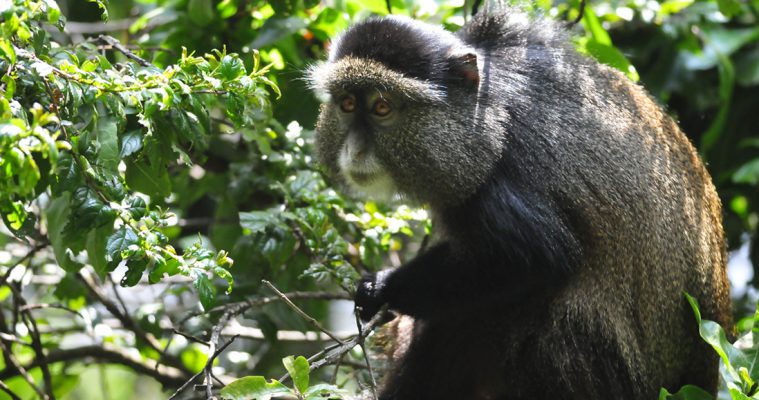 Golden Monkeys in Uganda