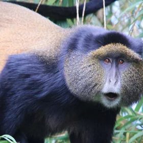 Mgahinga Golden Monkey