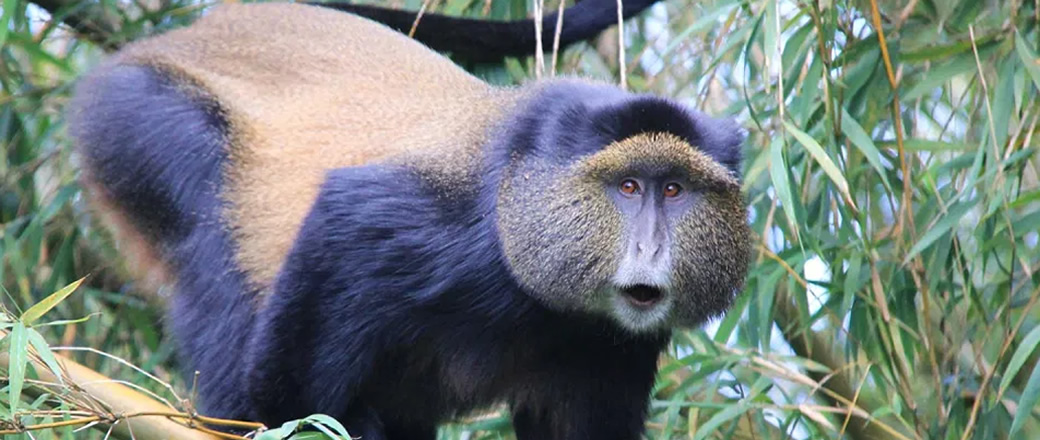 Mgahinga Golden Monkey