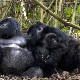 Mgahinga Gorillas