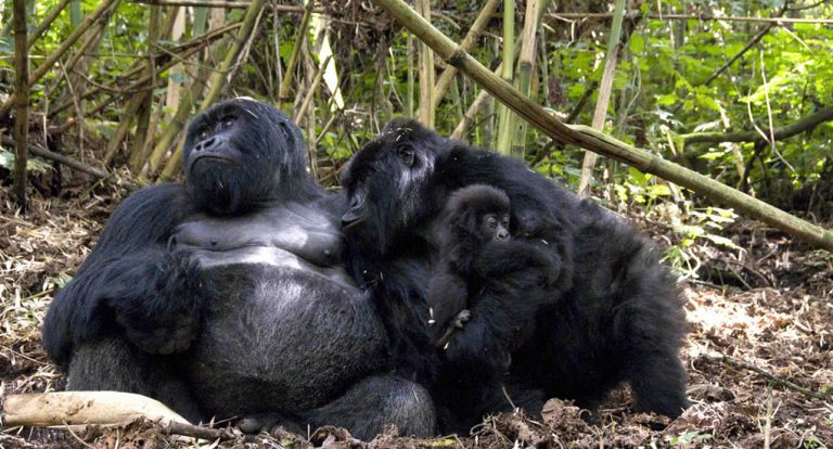 Mgahinga Gorillas