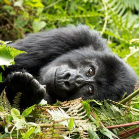 Gorilla Sleeping