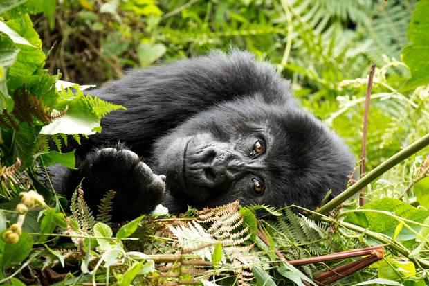 Gorilla Sleeping