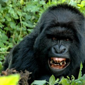 How Fo Gorillas Communicate