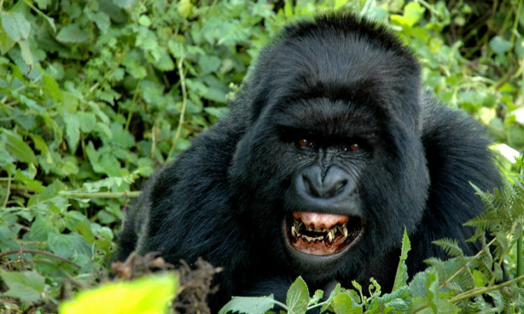 How Fo Gorillas Communicate