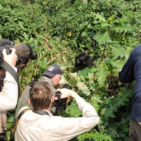 Gorilla Trekking