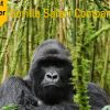 How to Choose the Best Gorilla Safari Company