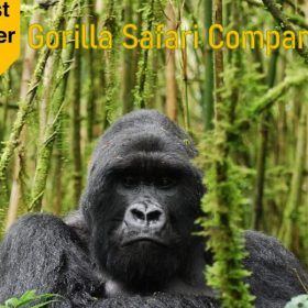 Gorilla Safari Companies