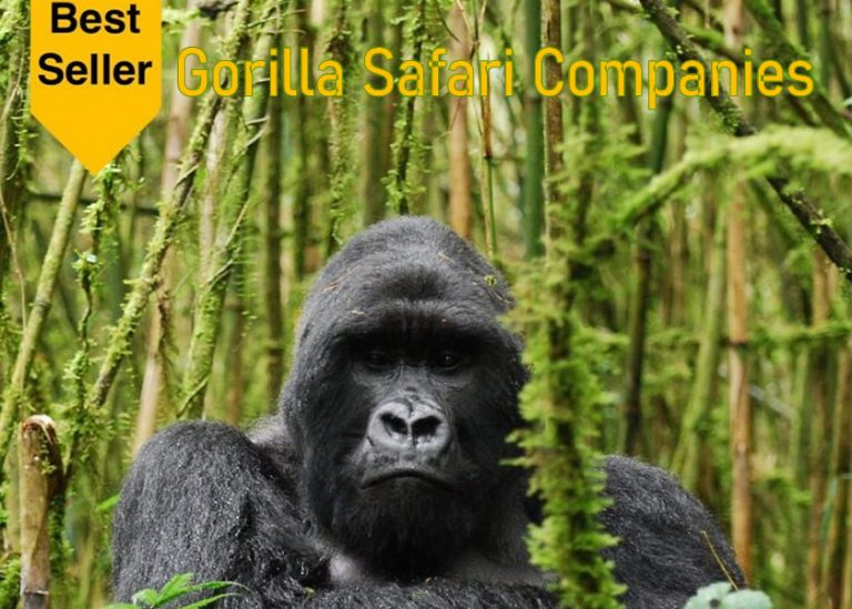 Gorilla Safari Companies