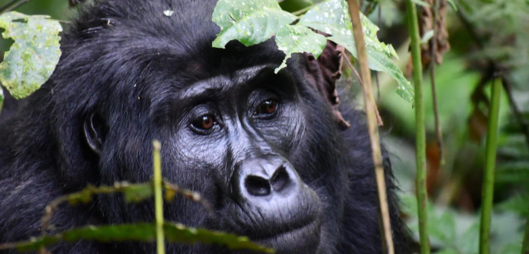 Bwindi Gorilla