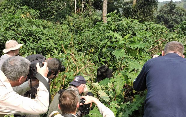Mgahinga gorilla national park