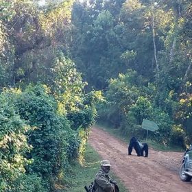 Self Drive in Bwindi