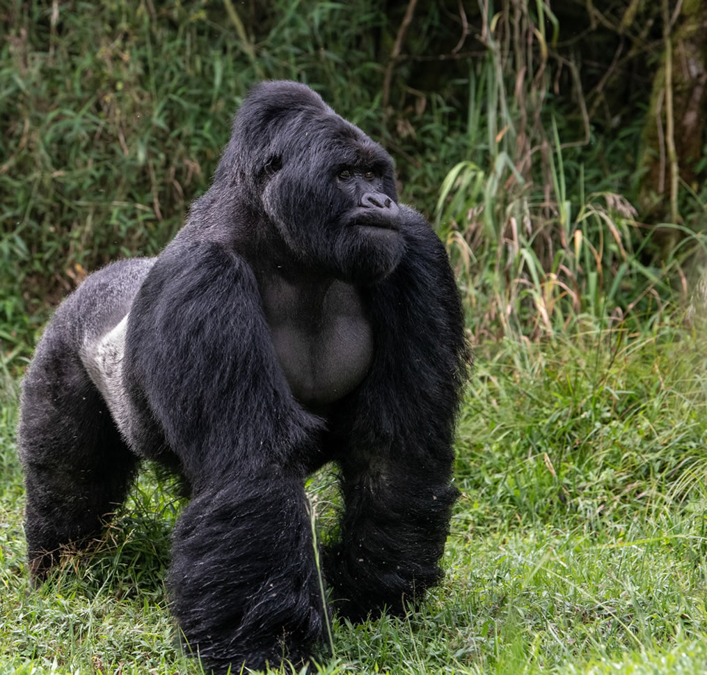 Gorilla trekking mgahinga national park