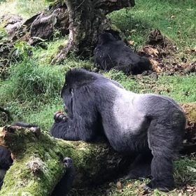 Gorilla Habituation in Bwindi