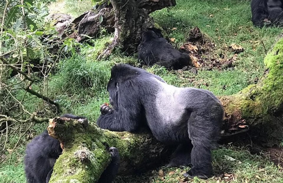 Gorilla Habituation in Bwindi