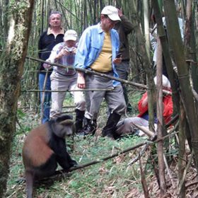 Golden Monkey Tracking in Mgahinga