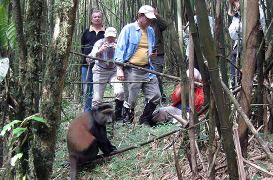 Golden Monkey Tracking in Mgahinga