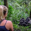 How Can I Plan a Gorilla Trek?
