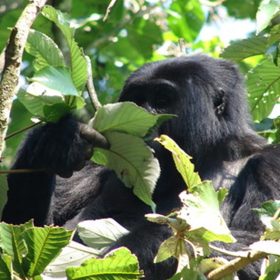 Bwindi Mountain Gorilla