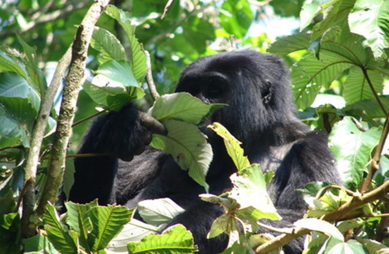 Bwindi Mountain Gorilla