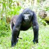 The Future of Africa’s Mountain Gorilla Conservation
