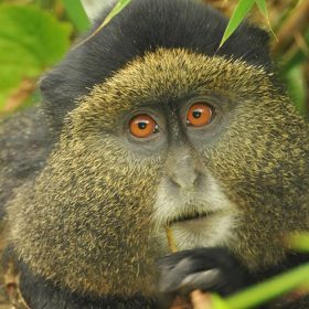 Golden Monkey in Rwanda