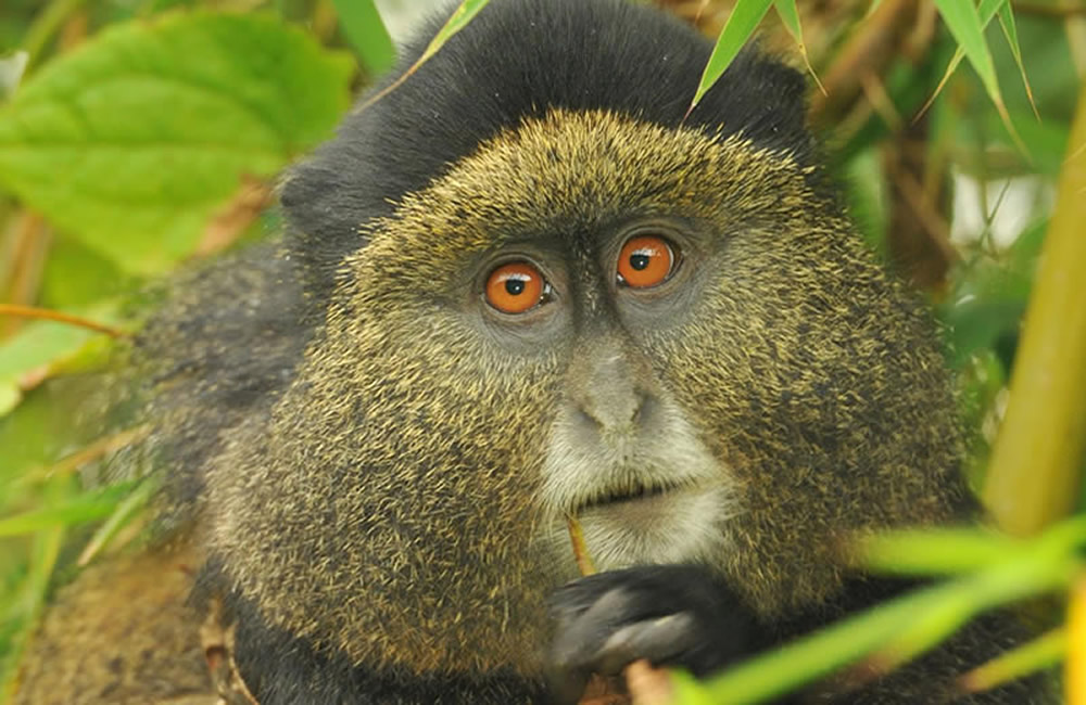 Golden Monkey in Rwanda