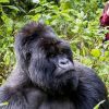 Possible Dangers During Gorilla Trekking